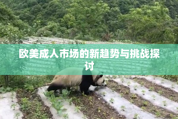 欧美成人市场的新趋势与挑战探讨