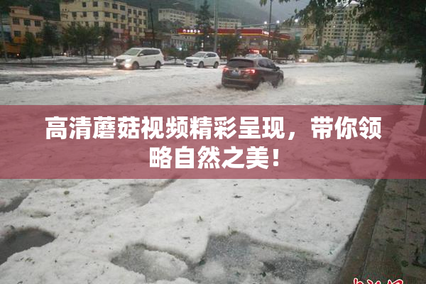 高清蘑菇视频精彩呈现，带你领略自然之美！