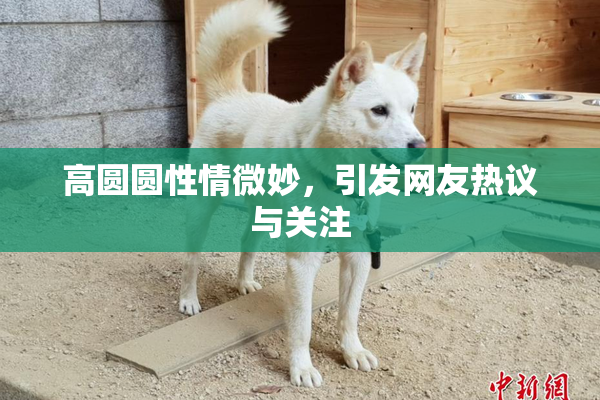 高圆圆性情微妙，引发网友热议与关注