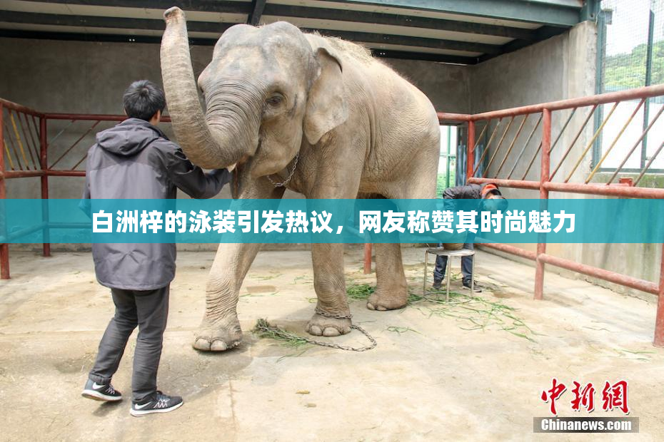 白洲梓的泳装引发热议，网友称赞其时尚魅力