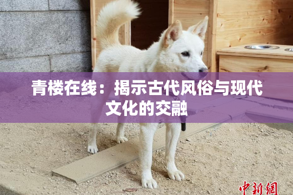 青楼在线：揭示古代风俗与现代文化的交融