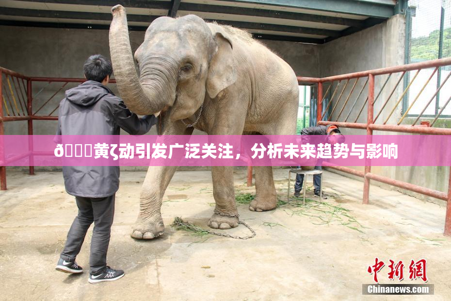 🔞黄ζ动引发广泛关注，分析未来趋势与影响