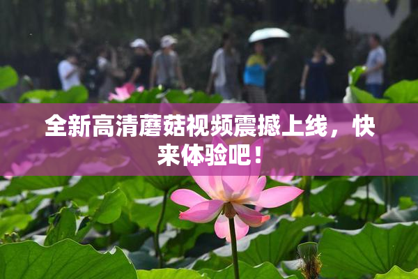 全新高清蘑菇视频震撼上线，快来体验吧！