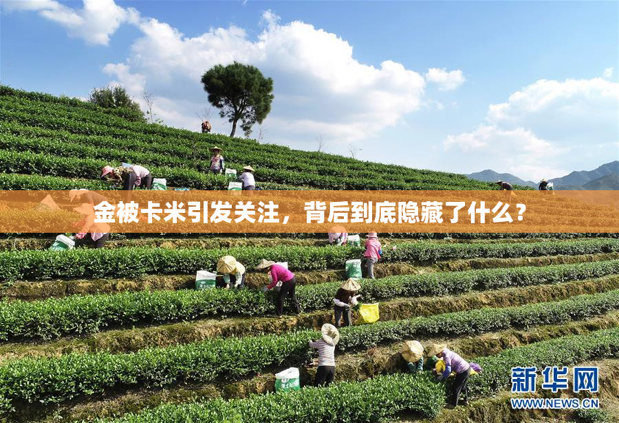 金被卡米引发关注，背后到底隐藏了什么？