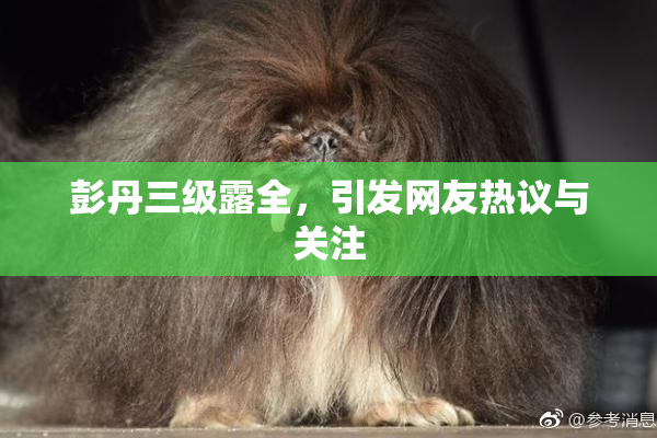 彭丹三级露全，引发网友热议与关注