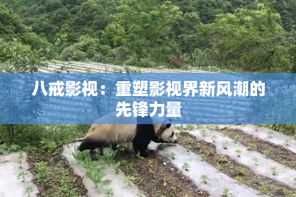 八戒影视：重塑影视界新风潮的先锋力量