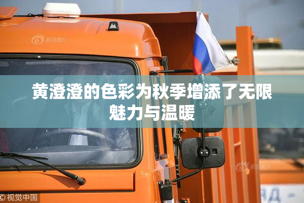 黄澄澄的色彩为秋季增添了无限魅力与温暖