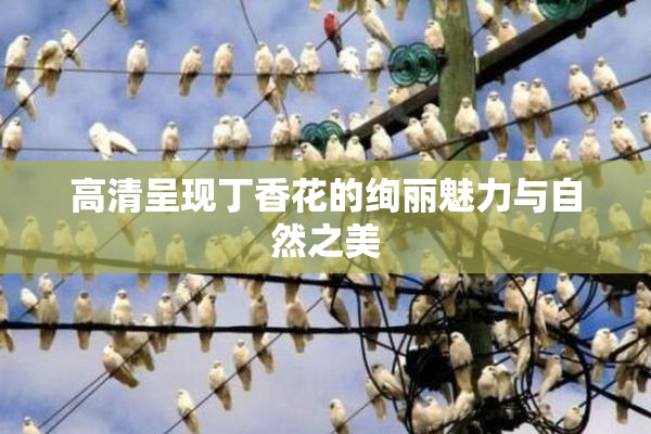 高清呈现丁香花的绚丽魅力与自然之美