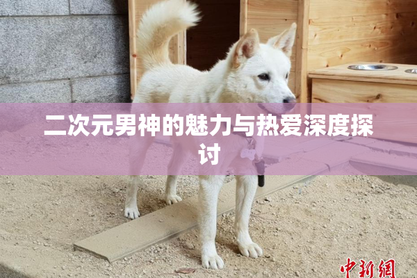 二次元男神的魅力与热爱深度探讨