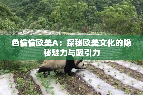 色偷偷欧美A：探秘欧美文化的隐秘魅力与吸引力