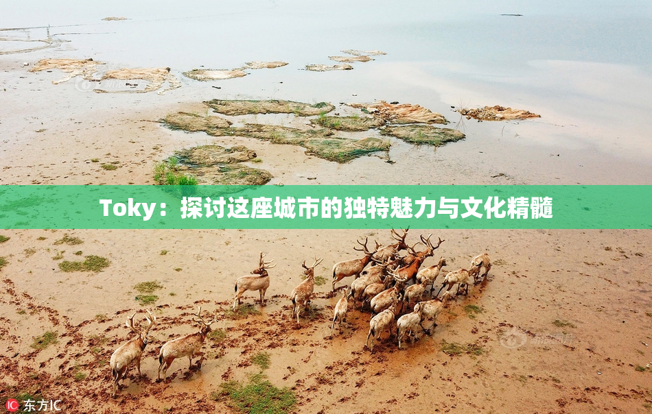 Toky：探讨这座城市的独特魅力与文化精髓