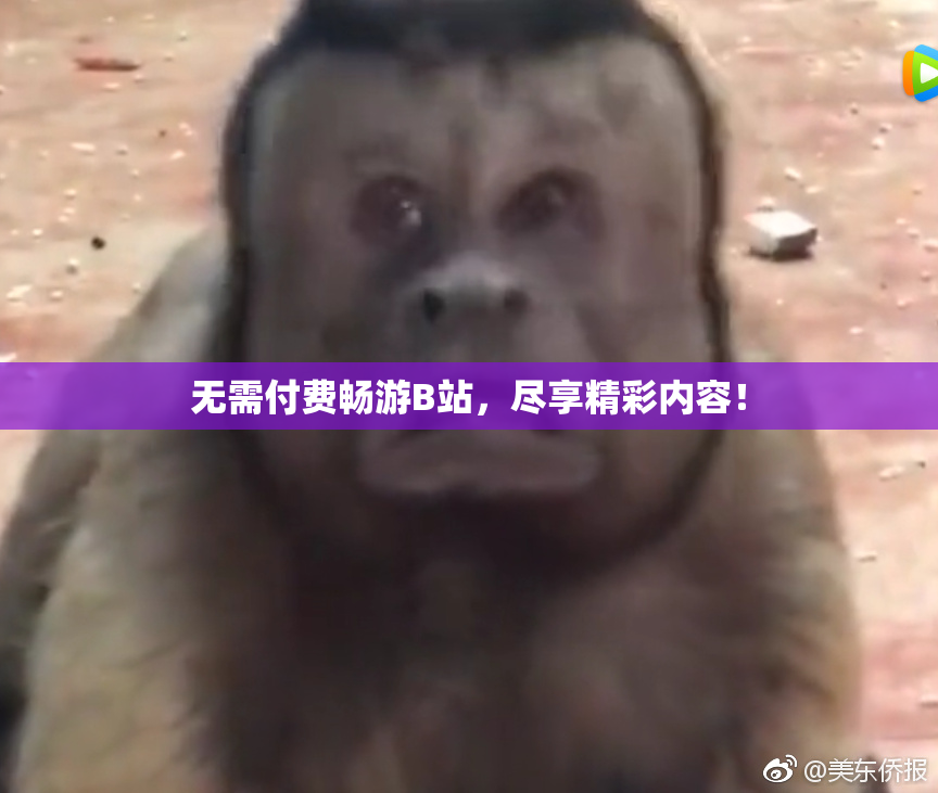 无需付费畅游B站，尽享精彩内容！