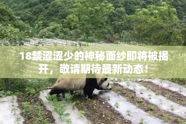 18禁涩涩少的神秘面纱即将被揭开，敬请期待最新动态！