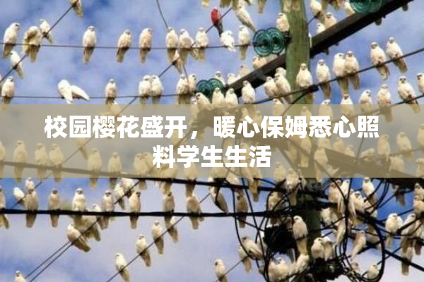 校园樱花盛开，暖心保姆悉心照料学生生活