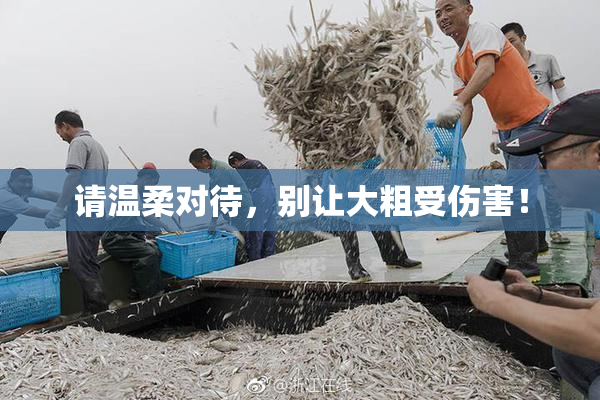 请温柔对待，别让大粗受伤害！