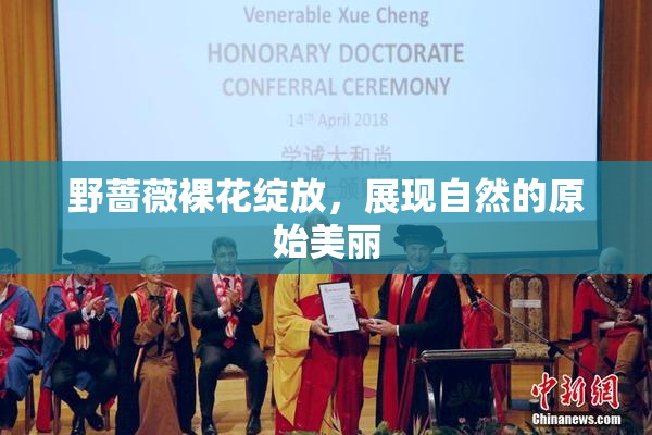 野蔷薇裸花绽放，展现自然的原始美丽