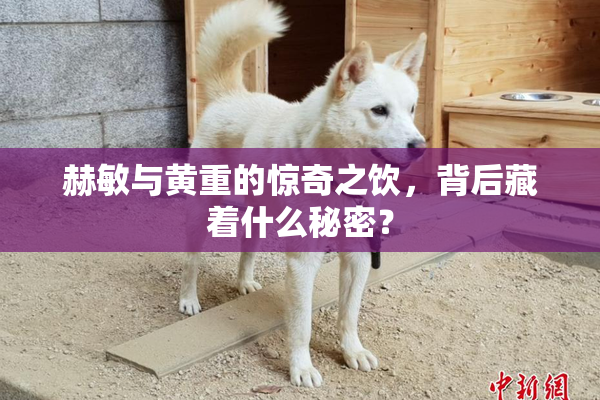 赫敏与黄重的惊奇之饮，背后藏着什么秘密？