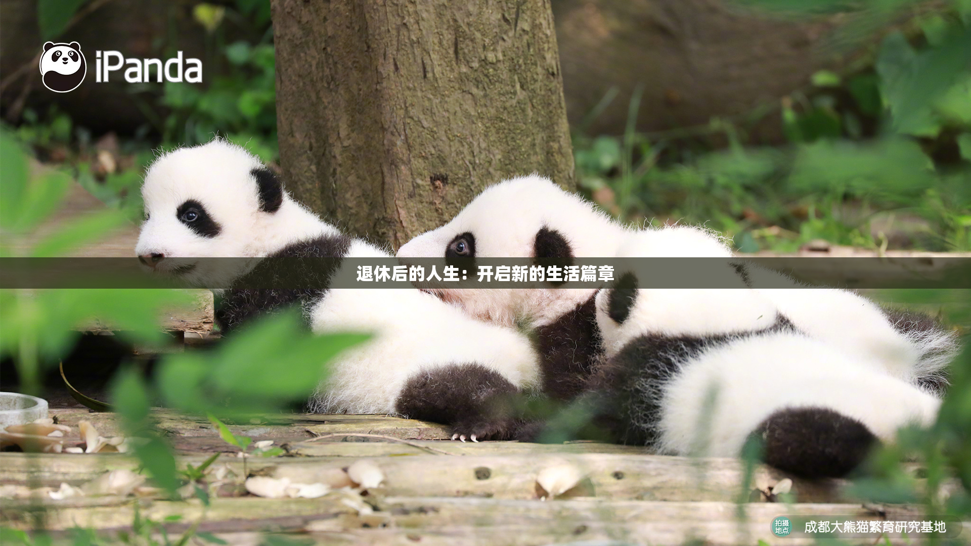 退休后的人生：开启新的生活篇章