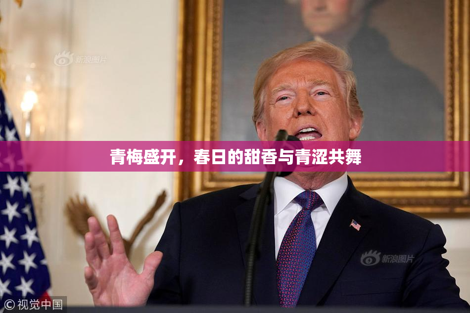 青梅盛开，春日的甜香与青涩共舞