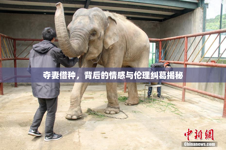 夺妻借种，背后的情感与伦理纠葛揭秘