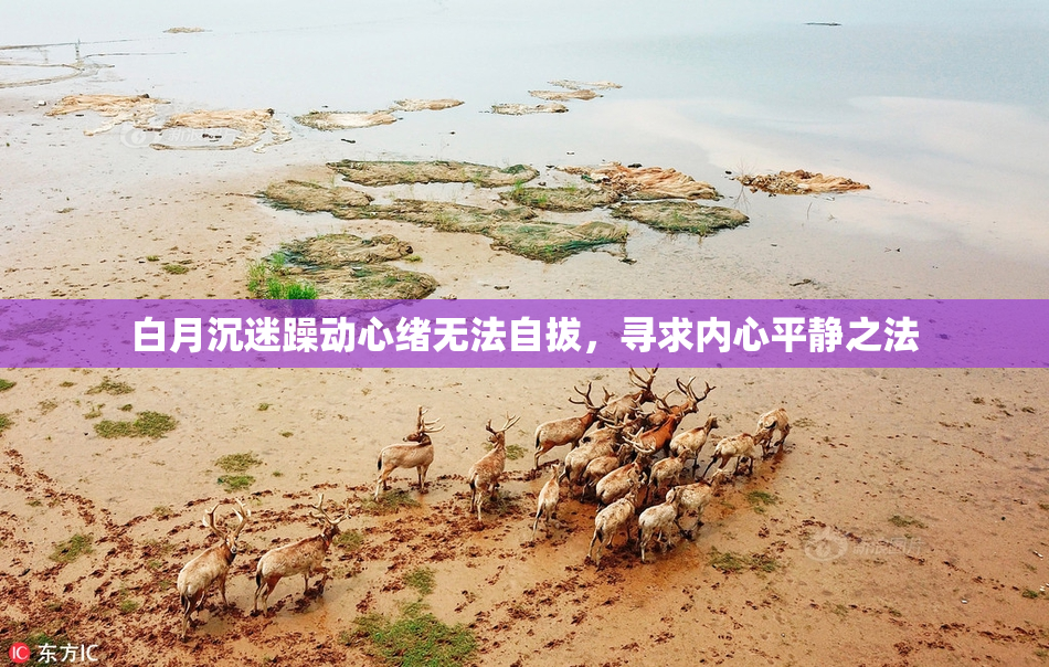 白月沉迷躁动心绪无法自拔，寻求内心平静之法