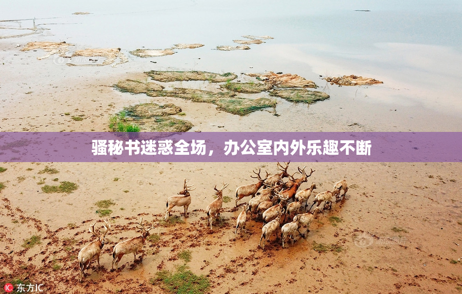 骚秘书迷惑全场，办公室内外乐趣不断