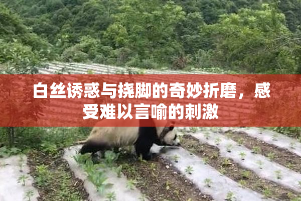 白丝诱惑与挠脚的奇妙折磨，感受难以言喻的刺激