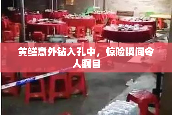 黄鳝意外钻入孔中，惊险瞬间令人瞩目