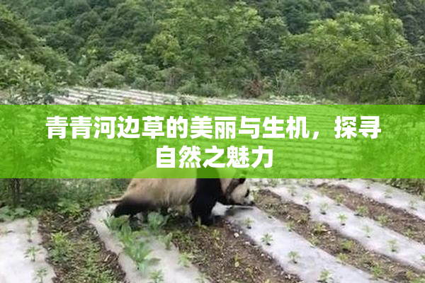 青青河边草的美丽与生机，探寻自然之魅力