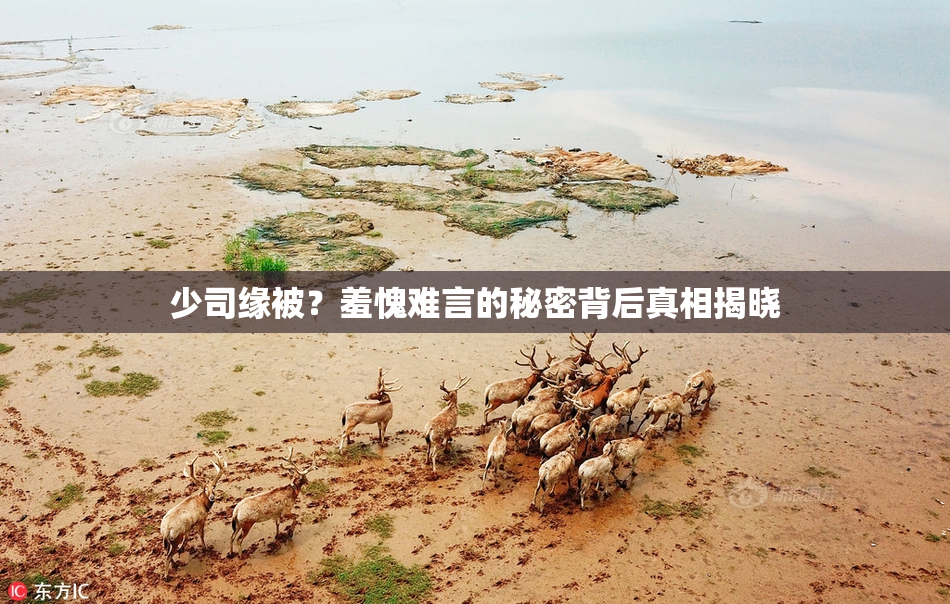 少司缘被？羞愧难言的秘密背后真相揭晓