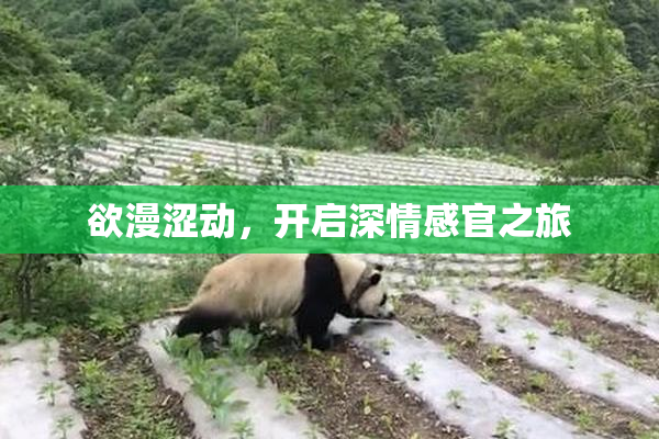 欲漫涩动，开启深情感官之旅