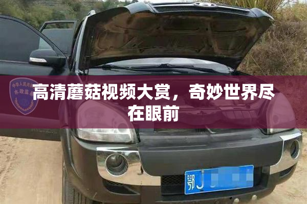 高清蘑菇视频大赏，奇妙世界尽在眼前