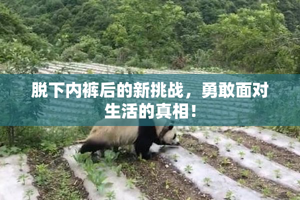 脱下内裤后的新挑战，勇敢面对生活的真相！