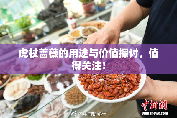 虎杖蔷薇的用途与价值探讨，值得关注！