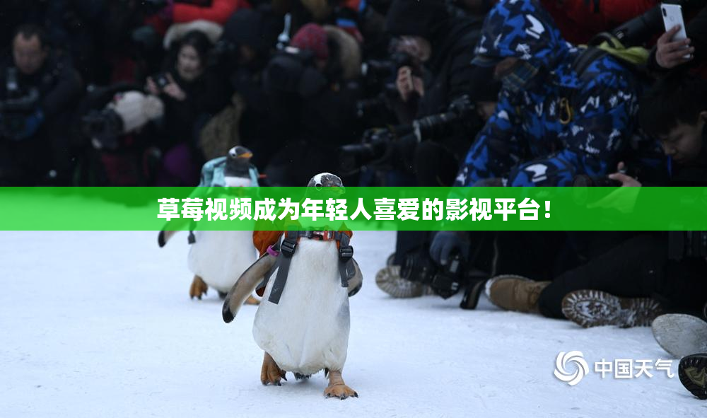 草莓视频成为年轻人喜爱的影视平台！