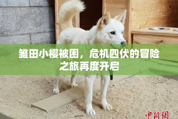 雏田小樱被困，危机四伏的冒险之旅再度开启
