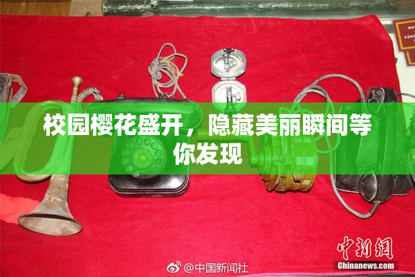 校园樱花盛开，隐藏美丽瞬间等你发现