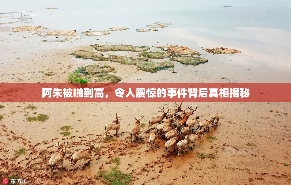 阿朱被啪到高，令人震惊的事件背后真相揭秘