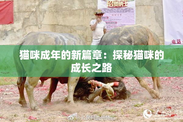猫咪成年的新篇章：探秘猫咪的成长之路