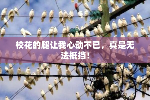 校花的腿让我心动不已，真是无法抵挡！