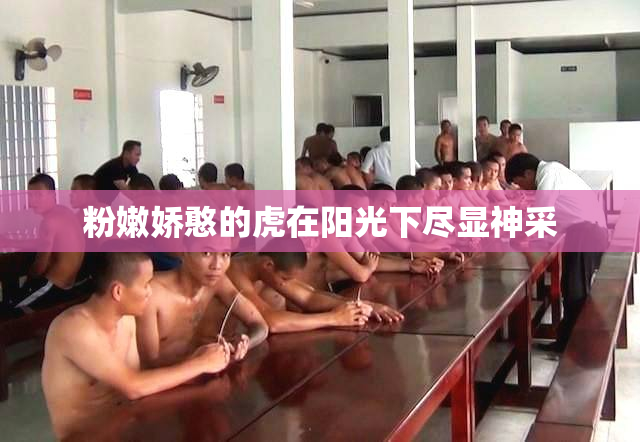 粉嫩娇憨的虎在阳光下尽显神采