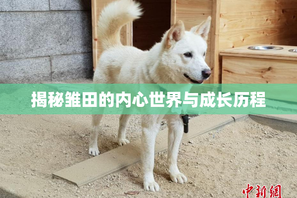 揭秘雏田的内心世界与成长历程