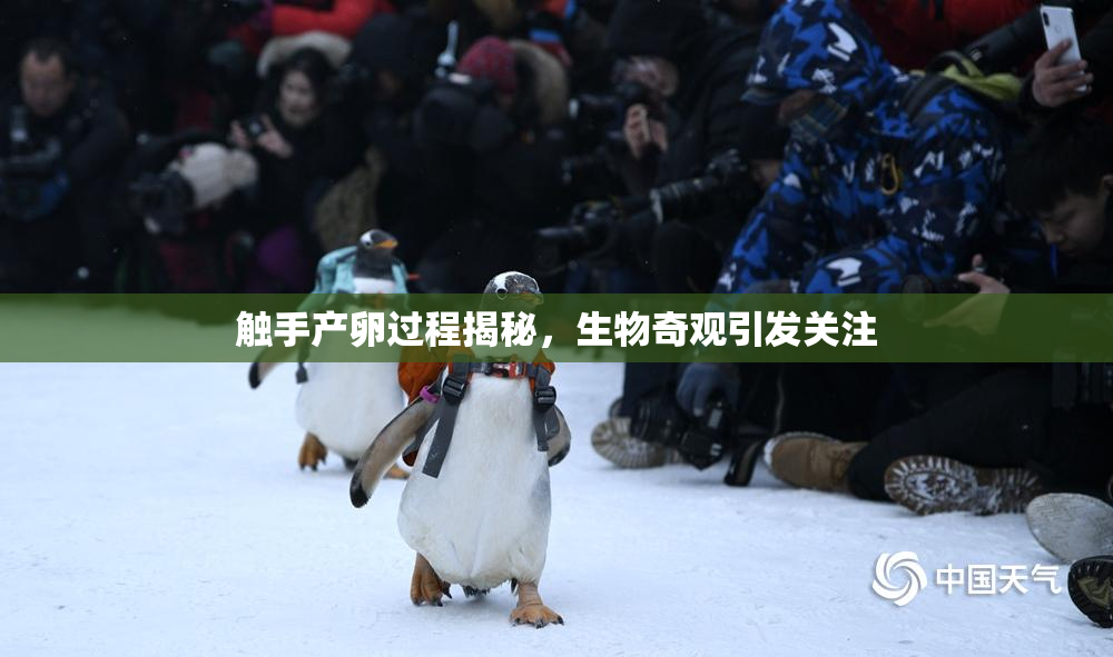 触手产卵过程揭秘，生物奇观引发关注