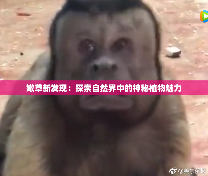 嫩草新发现：探索自然界中的神秘植物魅力