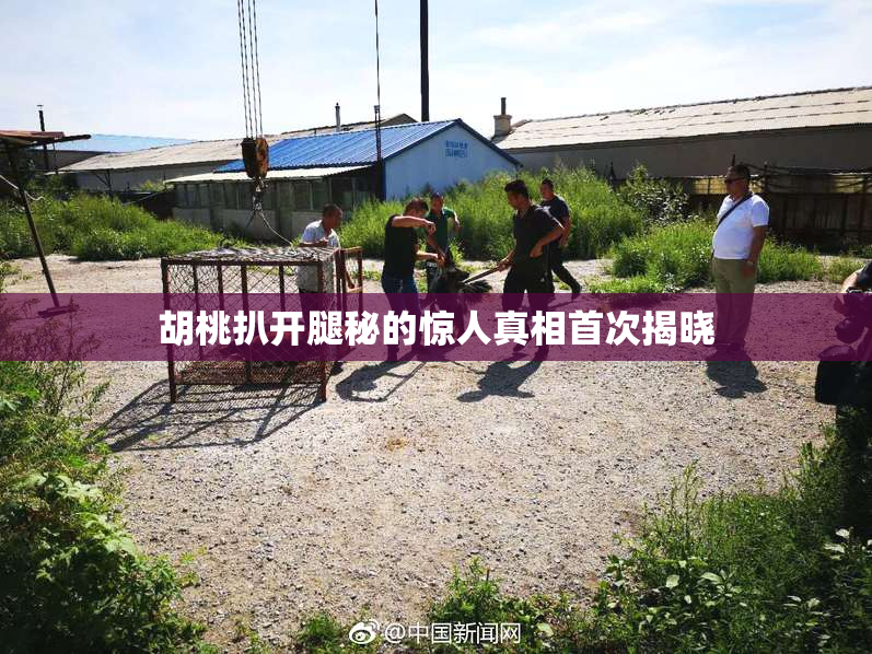 胡桃扒开腿秘的惊人真相首次揭晓