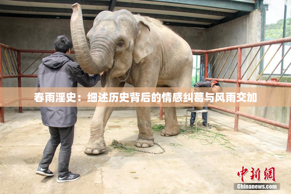 春雨淫史：细述历史背后的情感纠葛与风雨交加