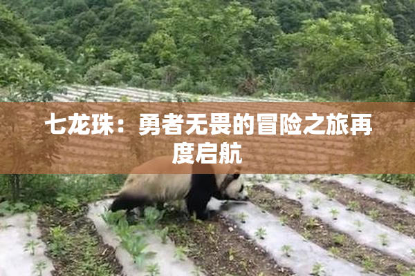 七龙珠：勇者无畏的冒险之旅再度启航
