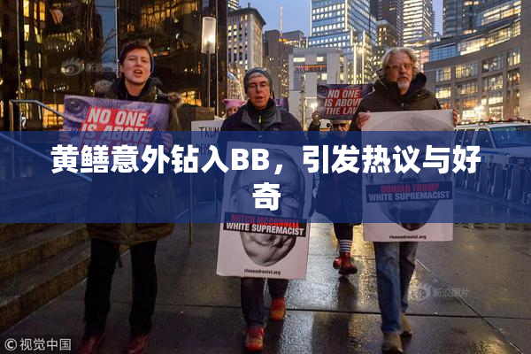 黄鳝意外钻入BB，引发热议与好奇