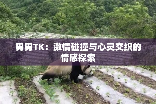 男男TK：激情碰撞与心灵交织的情感探索