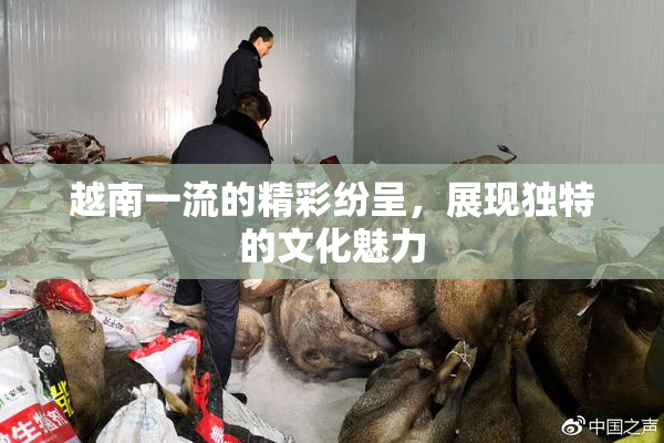 越南一流的精彩纷呈，展现独特的文化魅力